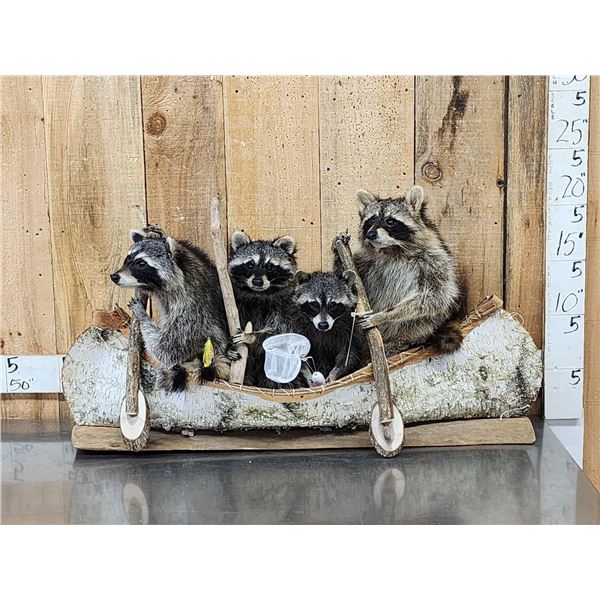 Family Of Raccoons Fishing In A Birch Bark Canoe