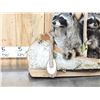 Image 2 : Family Of Raccoons Fishing In A Birch Bark Canoe
