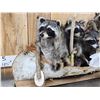 Image 3 : Family Of Raccoons Fishing In A Birch Bark Canoe