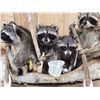 Image 4 : Family Of Raccoons Fishing In A Birch Bark Canoe