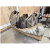 Image 7 : Family Of Raccoons Fishing In A Birch Bark Canoe