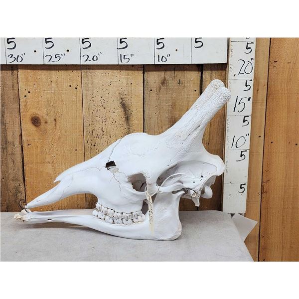 Giraffe Skull Taxidermy