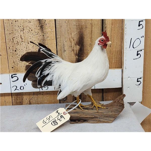 Black Tail Japanese Chicken Full Body Bird Taxidermy