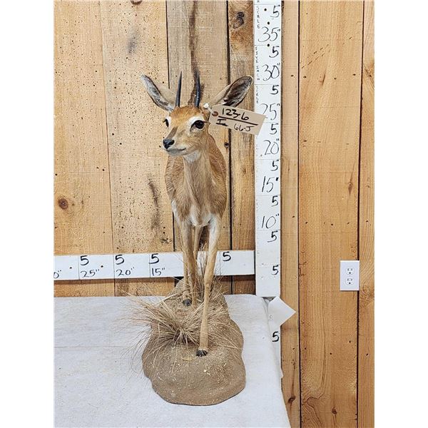 African Steinbok Full Body Taxidermy Mount