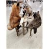 Image 11 : 4 Critters Playing Poker Taxidermy Mount