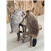 Image 2 : 4 Critters Playing Poker Taxidermy Mount
