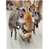 Image 3 : 4 Critters Playing Poker Taxidermy Mount