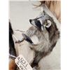 Image 5 : 4 Critters Playing Poker Taxidermy Mount