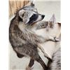 Image 6 : 4 Critters Playing Poker Taxidermy Mount