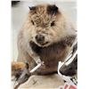 Image 8 : 4 Critters Playing Poker Taxidermy Mount