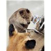 Image 9 : 4 Critters Playing Poker Taxidermy Mount