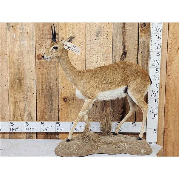 African Oribi Full Body Taxidermy Mount