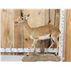Image 1 : African Oribi Full Body Taxidermy Mount