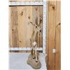 Image 2 : African Oribi Full Body Taxidermy Mount