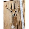 Image 3 : African Oribi Full Body Taxidermy Mount