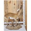 Image 4 : African Oribi Full Body Taxidermy Mount