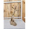 Image 5 : African Oribi Full Body Taxidermy Mount