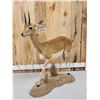 Image 6 : African Oribi Full Body Taxidermy Mount