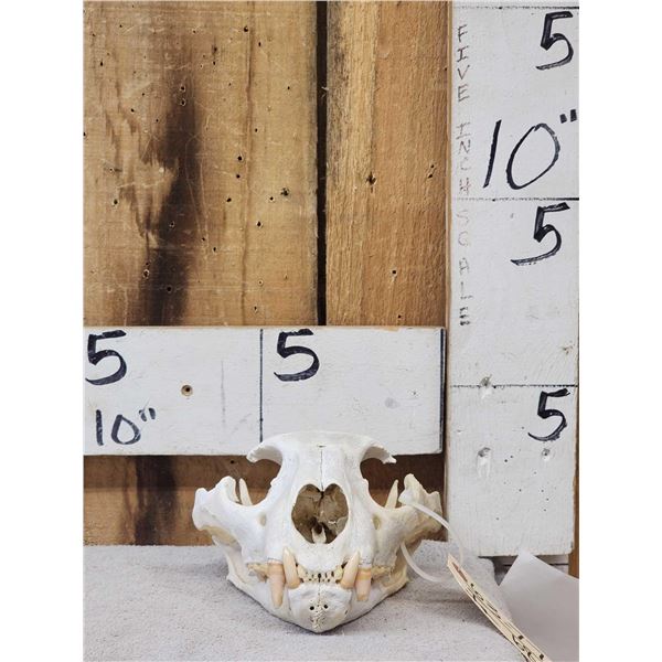 Big Mountain Lion Cougar Skull Taxidermy
