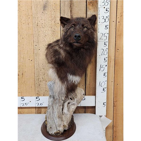 Nice Canadian Black Wolf Table Top Pedestal Taxidermy Mount