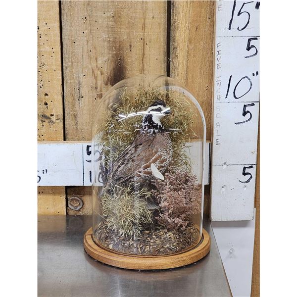Quail In Glass Dome Bird Taxidermy