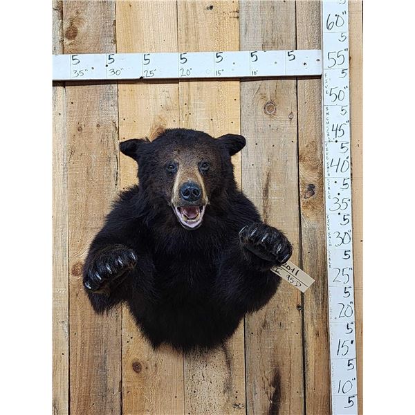 Black Bear Half Body Taxidermy Mount