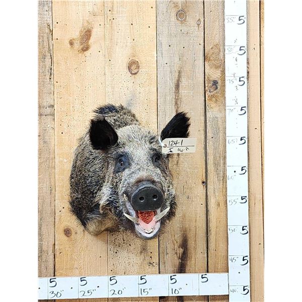 Wild Boar Hog Shoulder Mount Taxidermy