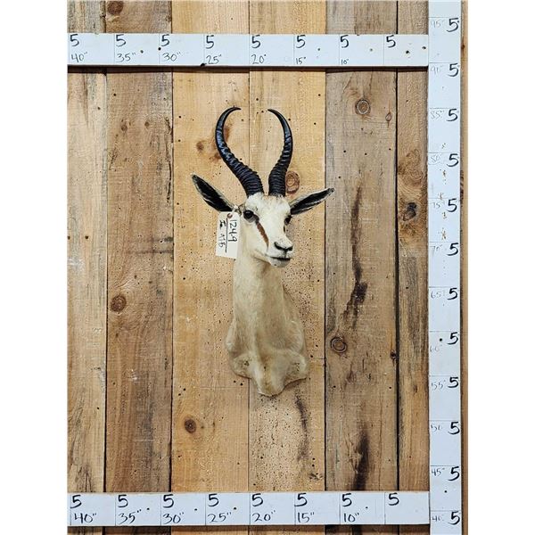 African Springbok Shoulder Mount Taxidermy