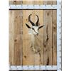 Image 1 : African Springbok Shoulder Mount Taxidermy