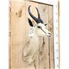 Image 2 : African Springbok Shoulder Mount Taxidermy