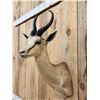 Image 3 : African Springbok Shoulder Mount Taxidermy