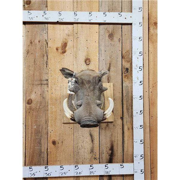 African Warthog Shoulder Mount Taxidermy