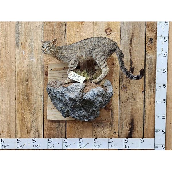 African Wildcat Full Body Taxidermy Mount