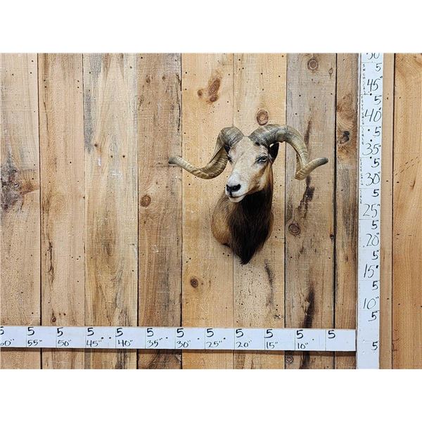 Mouflon Cross Ram Sheep Shoulder Mount Taxidermy