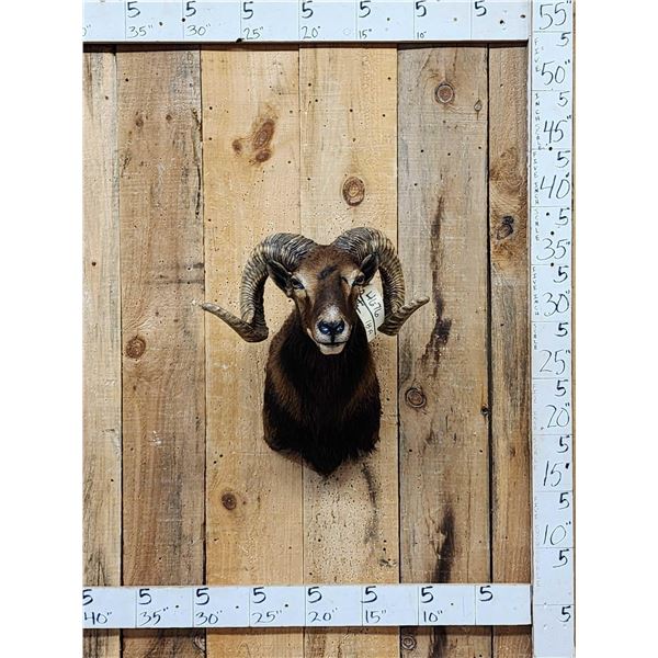 Mouflon Cross Ram Sheep Shoulder Mount Taxidermy