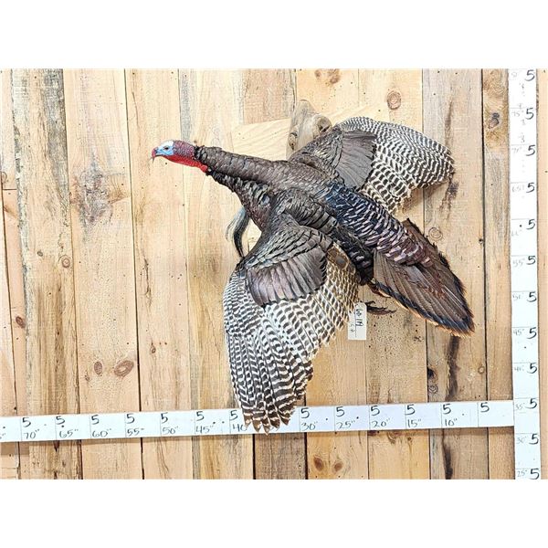 Turkey In Flight Bird Taxidermy
