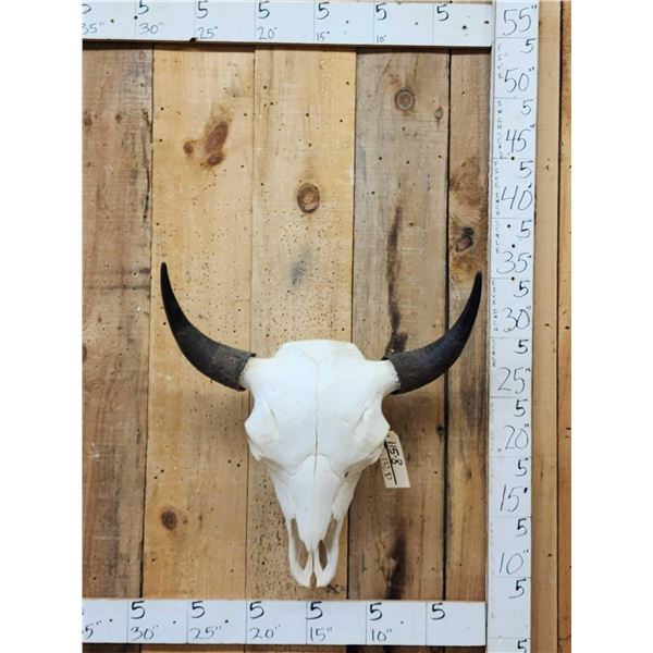 American Bison Buffalo Skull Taxidermy