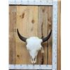Image 1 : American Bison Buffalo Skull Taxidermy