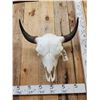 Image 2 : American Bison Buffalo Skull Taxidermy