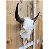 Image 3 : American Bison Buffalo Skull Taxidermy