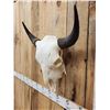 Image 4 : American Bison Buffalo Skull Taxidermy