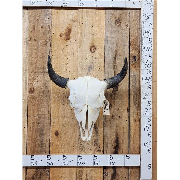 American Bison Buffalo Skull Taxidermy