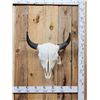 Image 1 : American Bison Buffalo Skull Taxidermy