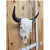 Image 2 : American Bison Buffalo Skull Taxidermy