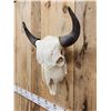 Image 3 : American Bison Buffalo Skull Taxidermy