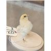 Image 3 : Baby Chicken Full Body Bird Taxidermy