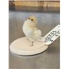 Image 4 : Baby Chicken Full Body Bird Taxidermy