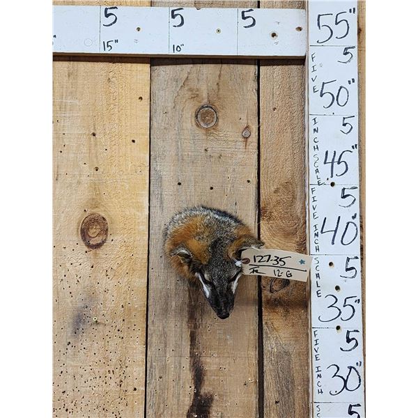 Red Fox Head Taxidermy Mount
