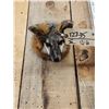 Image 2 : Red Fox Head Taxidermy Mount