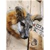 Image 4 : Red Fox Head Taxidermy Mount